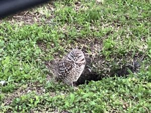 Southwest Florida Owls
